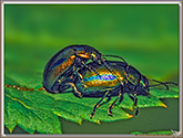 Chrysomelide